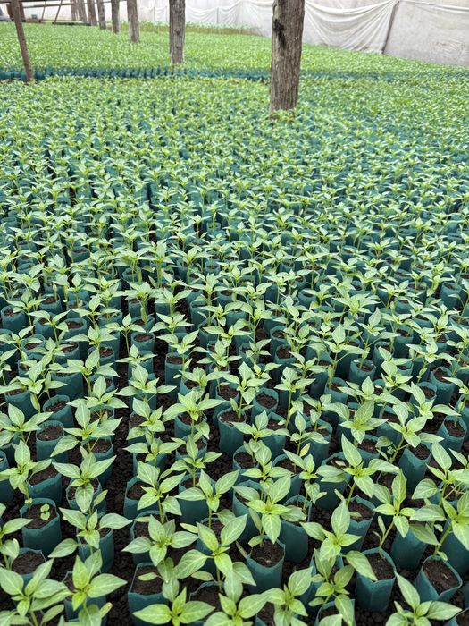 Vindem rasaduri legume (rosii, ardei, castraveti, vanata)