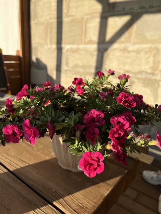 Черенки укорененные 800тг