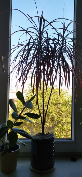 Продам комнатные растения