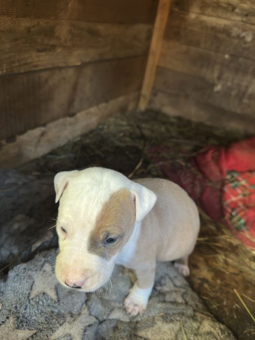 Spre adoptie pui amstaff