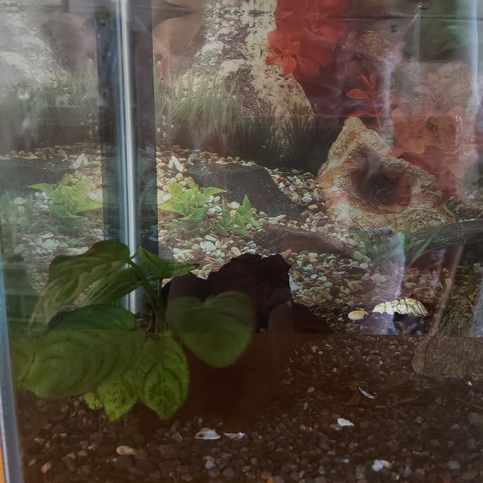 Аквариум готовый)