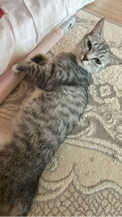 Котенок Египетская Мау