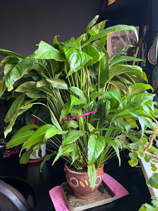 Спатифиллум или женское счастье