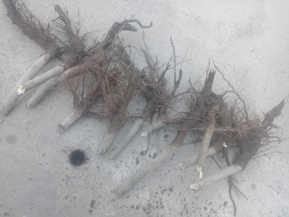 Павлония кочатлари бор