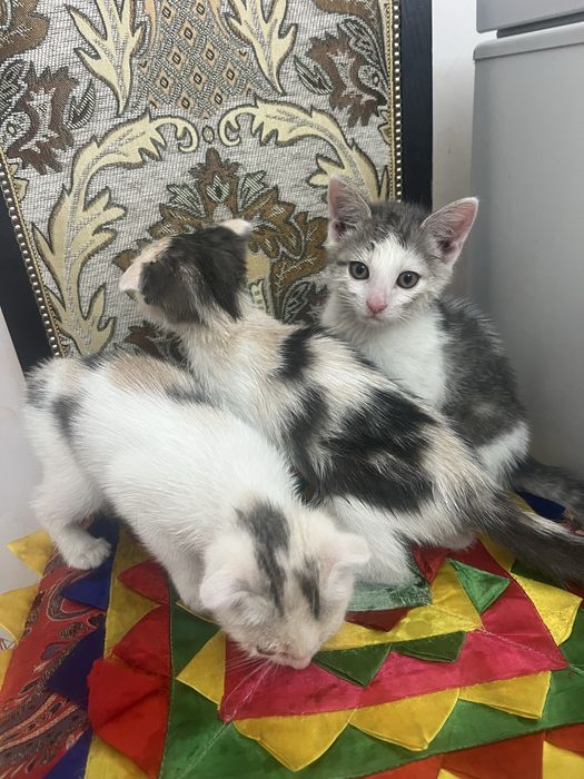Отдам котят в добрые руки
