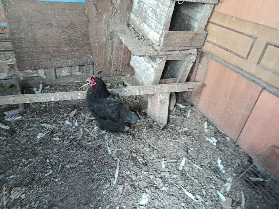 Продам курей хорошие