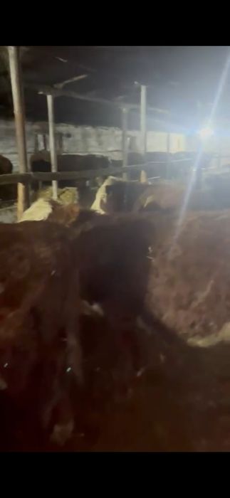 Продам бычков подсосных