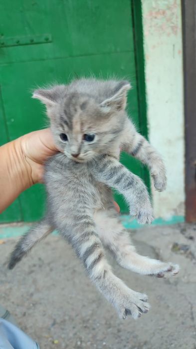 Ищем дом маленьким котятам