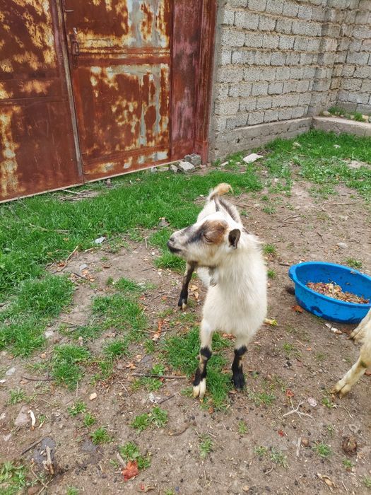 Такача сотилади Альпийский