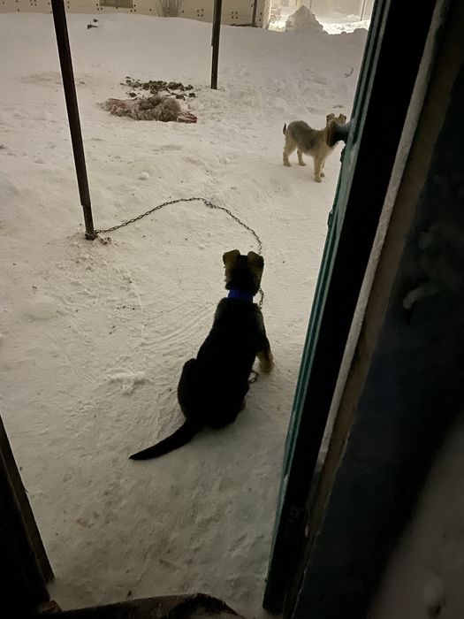 Продам немецкая овчарка