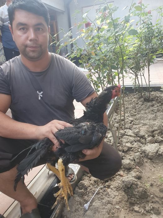 Дакан хуроз боксер сотилади