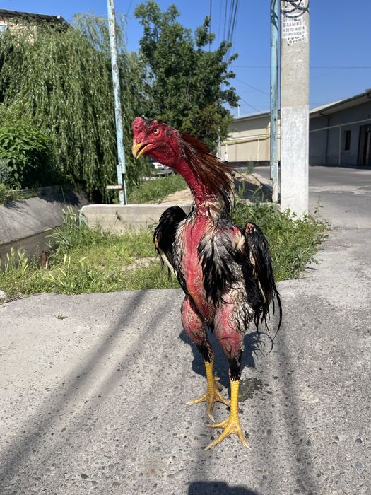 Xoroz sotiladi toshkenda