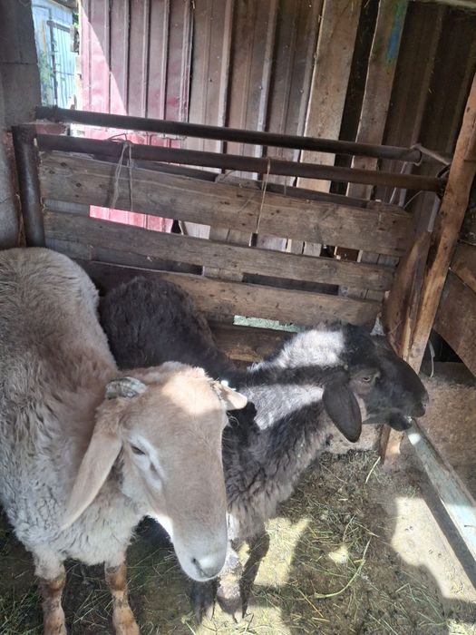 Продам кошкар срочно