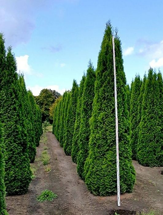 Tuia smarald columnaris leylandii, gard viu, Magnolia / Mesteacăn / te