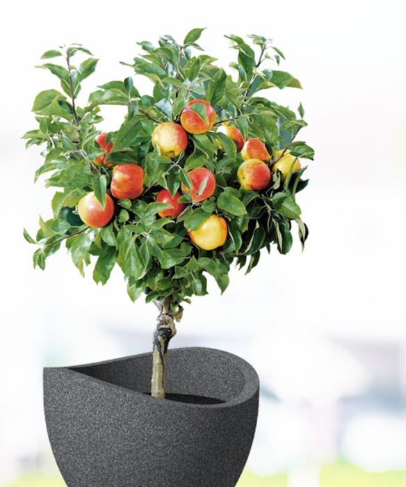 Pomi Pitici Dwarf