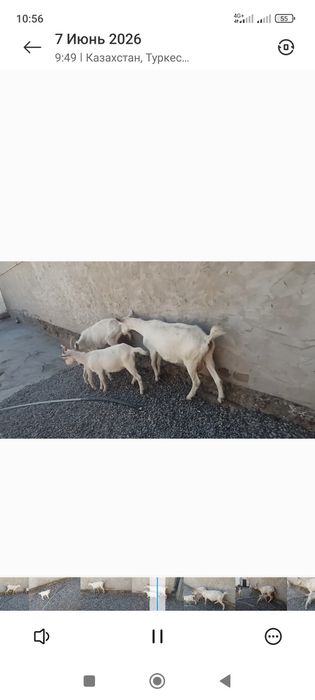 Сауынды ешкилер лактармен