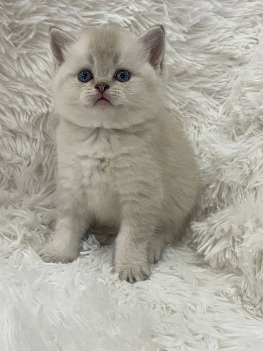 Золотая шиншилла