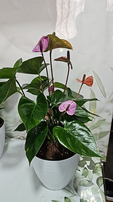 Антуриум, Женское счастье и др