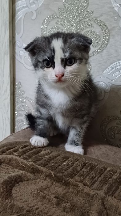 Продам котят британцев