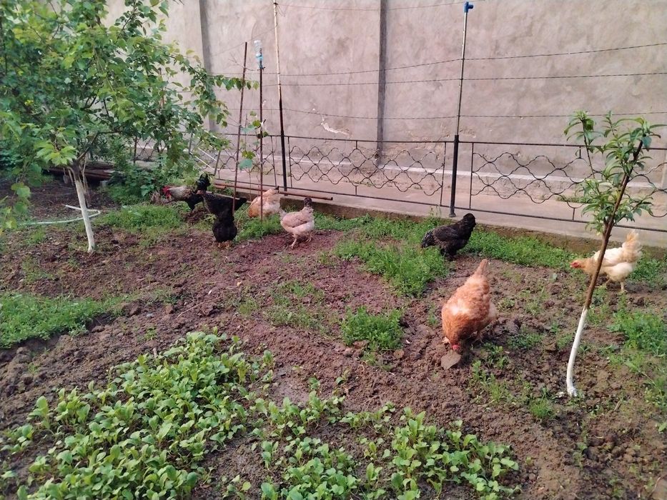 Домашний товуклар сотилади