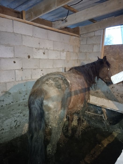 Бие сатылады откорымда баиланган