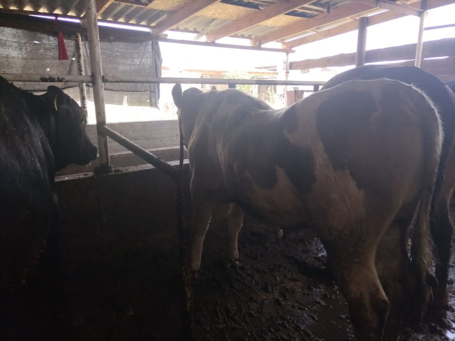 4. Бука сатылады