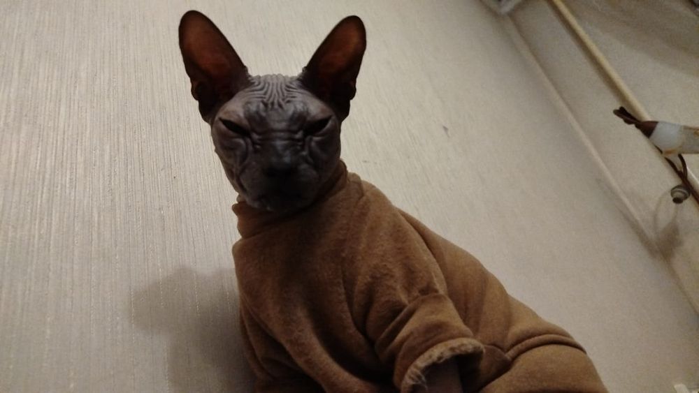 Кот донский сфинкс