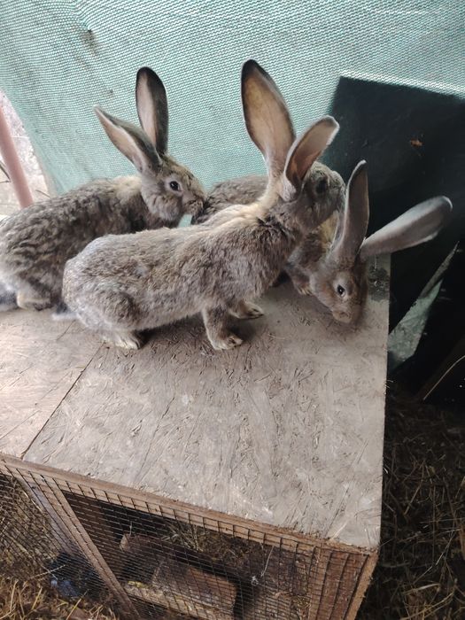 Urias german diferite cuiburi