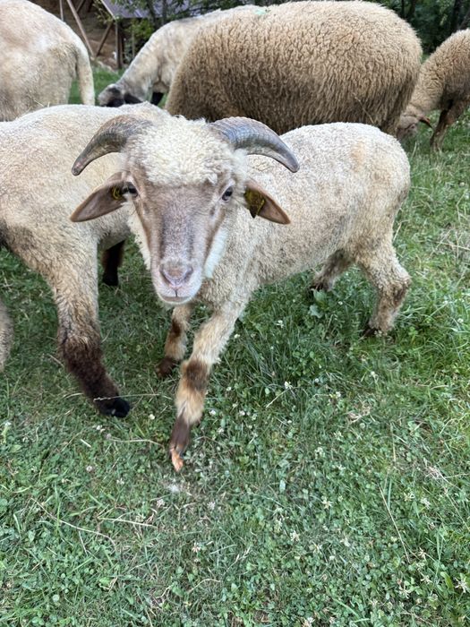Miei de vânzare – fătați în primăvară