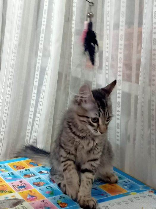 Отдам котёнка в добрые руки