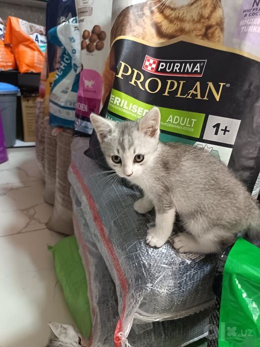 Срочно продаю котята
