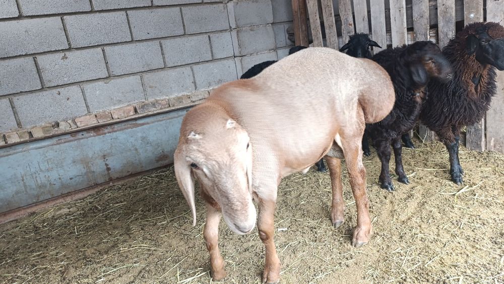 Продам порода арашан 5 месяцев