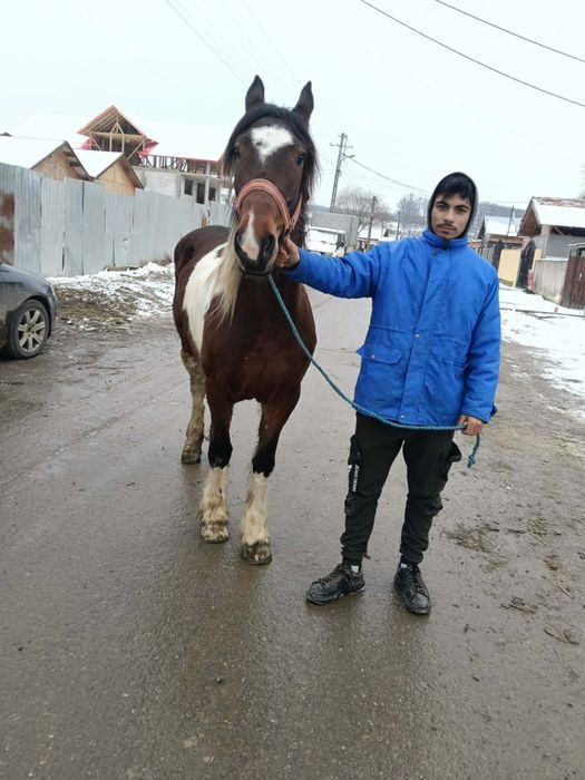 Vând iapa balțata de 5 ani sau schimb
