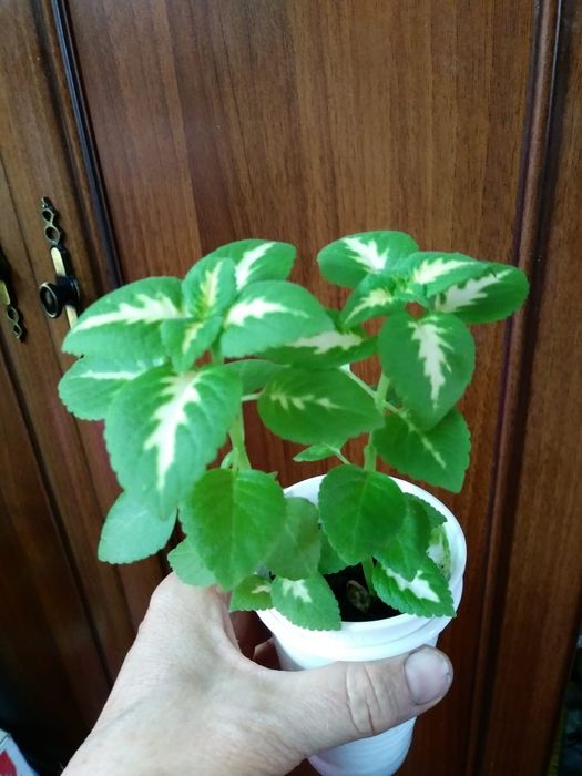 Колеус..Продам..