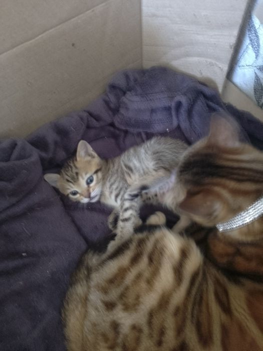 Бенгальские котята