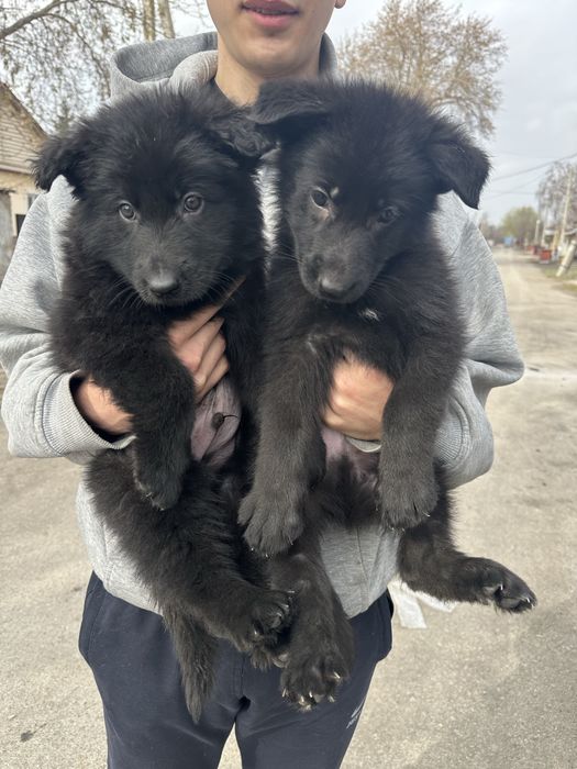 Немецкя овчарка щенки