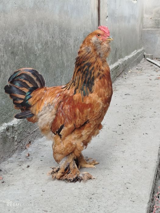 Brama xurozlar sotiladi