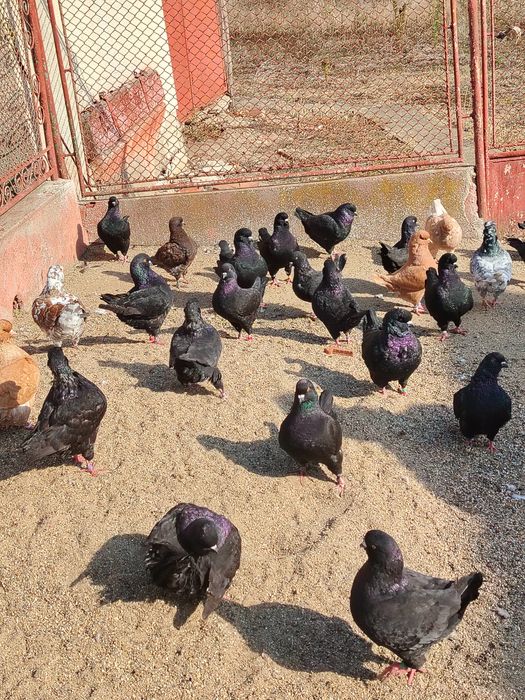 Vând porumbei rasa king