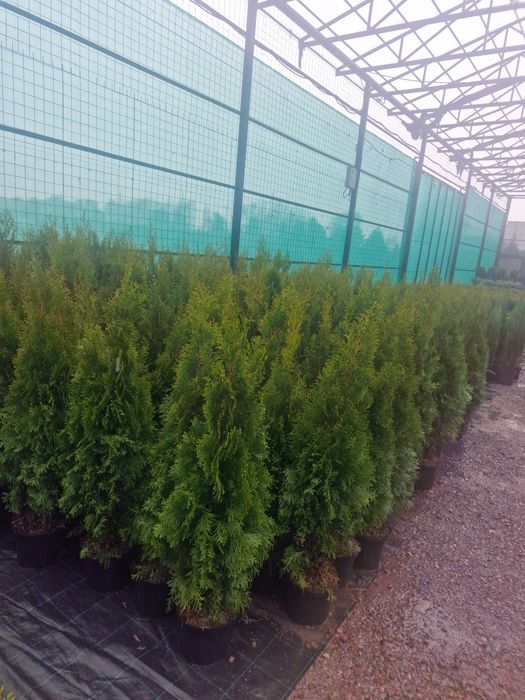 Ели голубые сосна можевельник