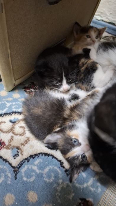 Отдам котят 2 месяца