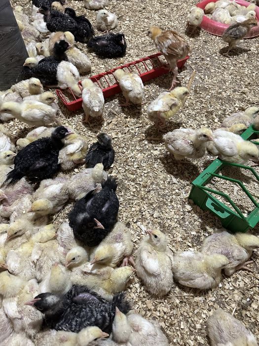 Vând pui de carne, rasă mixtă și pui de curcă!