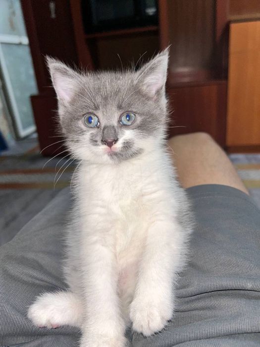 Отдам котенка в добрые руки