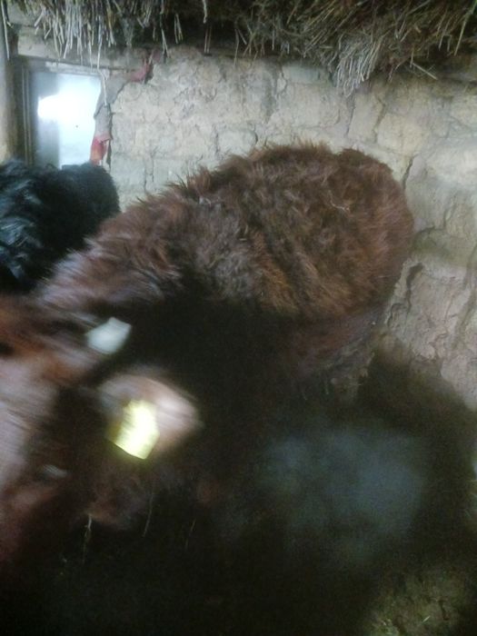 Откоромленых бычков.