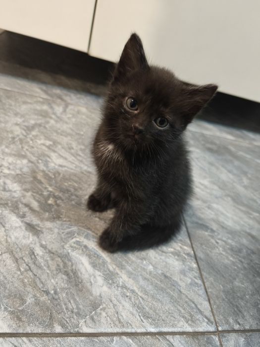 Отдадим котят в крысоловы