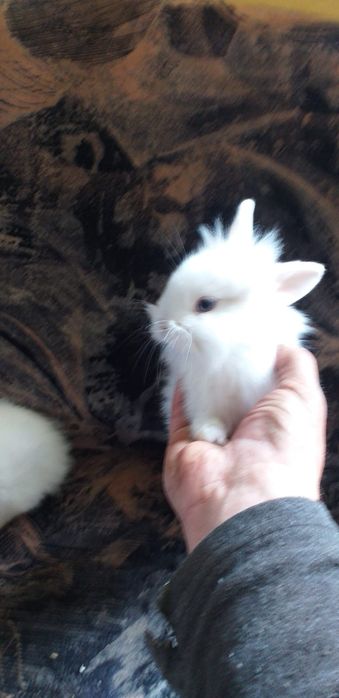 Animăluțe de companie