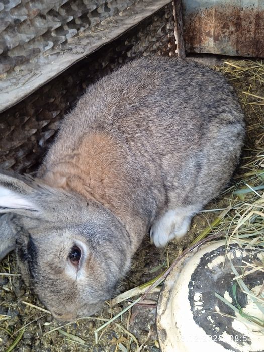 Кролы на продажу