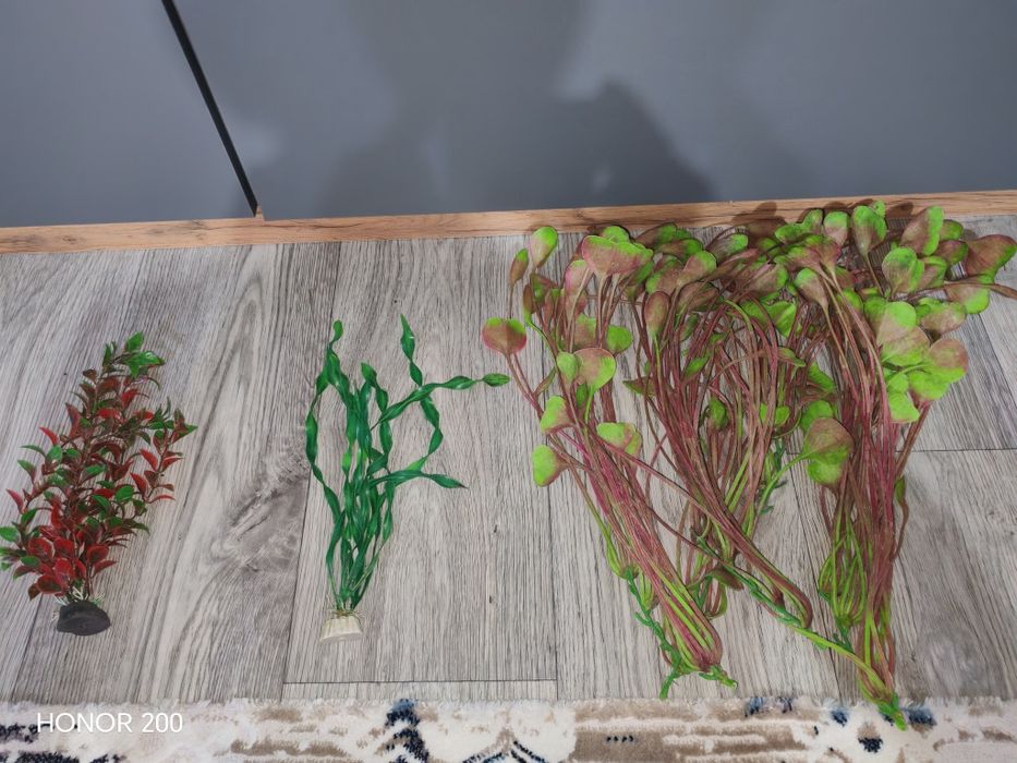 водоросли для аквариума