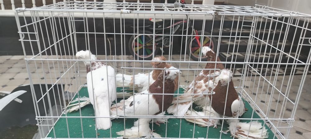 Голуби Двухчубые Продажа