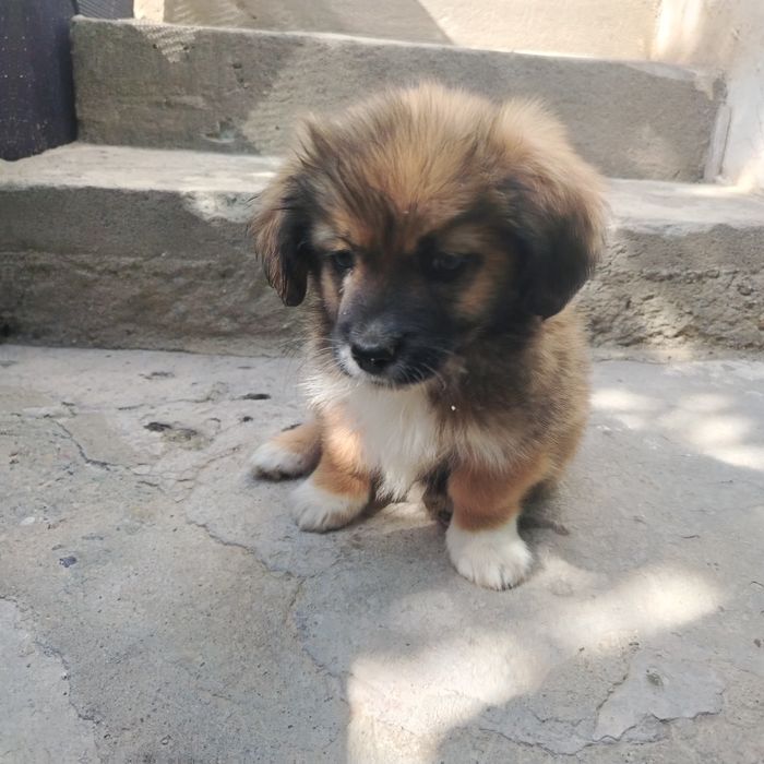 It sotiladi 3 oylik sutdan chiqqan