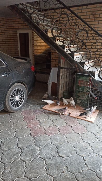 Голуби кабутар кафтар жувона